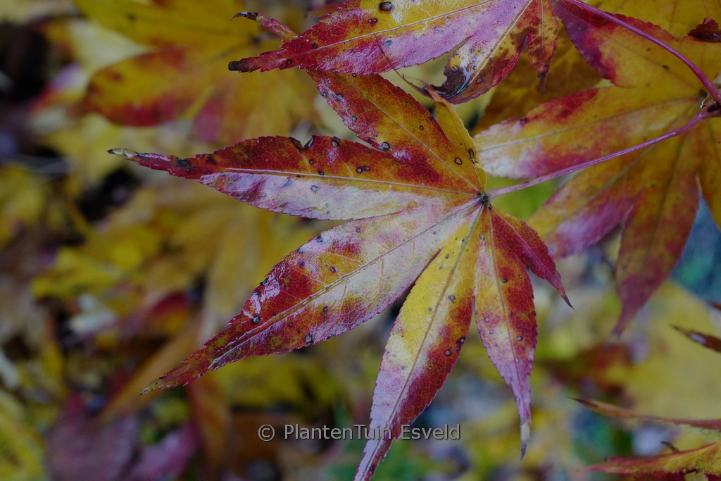 Acer palmatum 'Hondo-Ji' - Image 6