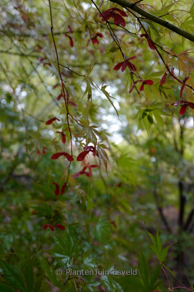 Acer palmatum 'Inazuma' - Image 4