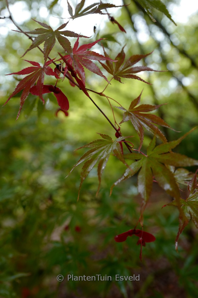 Acer palmatum 'Inazuma' - Image 5