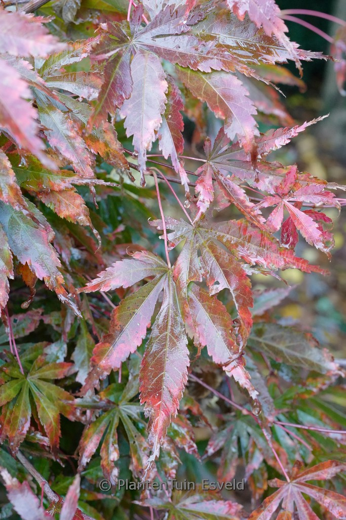 Acer palmatum 'Inazuma' - Image 6