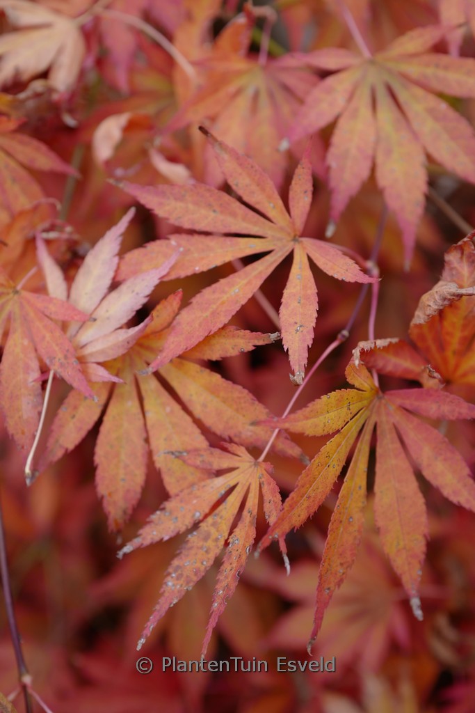 Acer palmatum 'Kaga-oh-beni' - Image 3