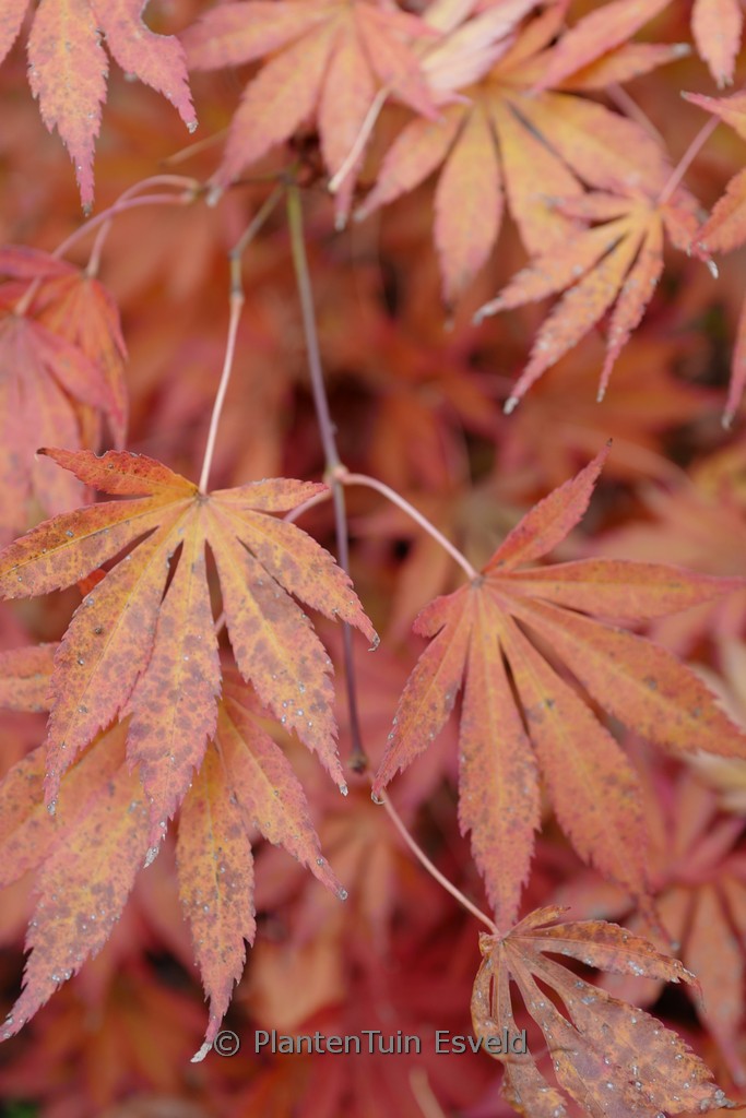 Acer palmatum 'Kaga-oh-beni' - Image 4