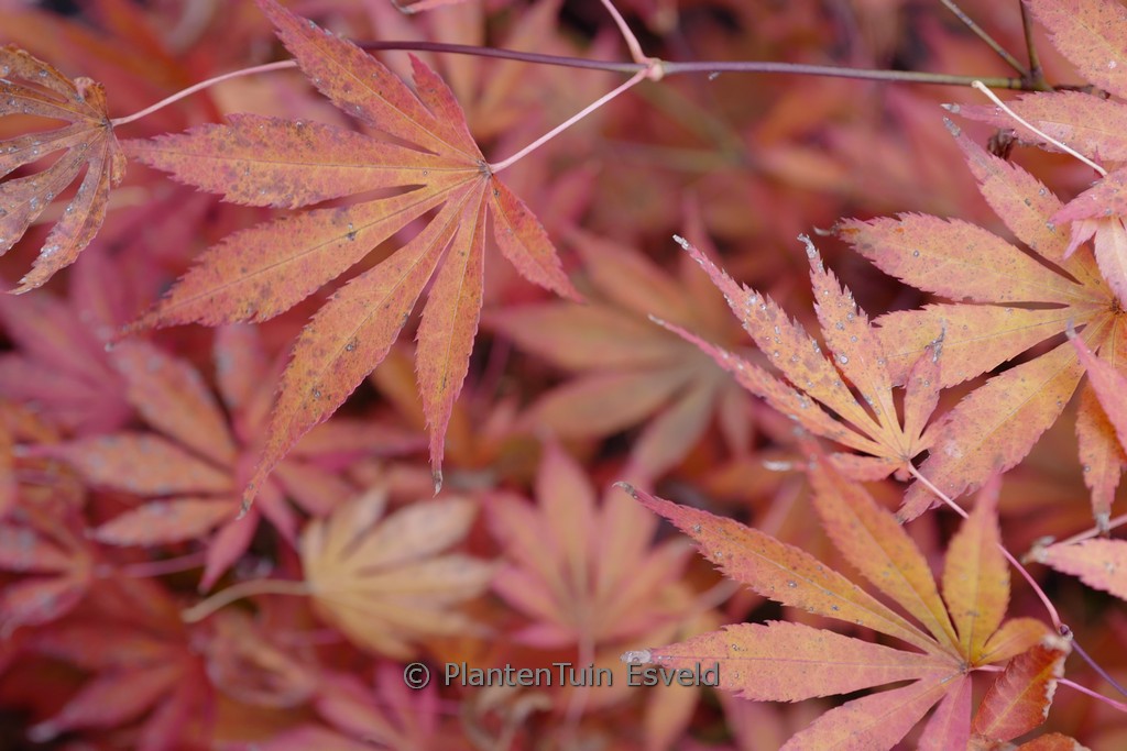 Acer palmatum 'Kaga-oh-beni' - Image 5