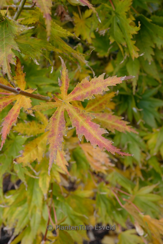 Acer palmatum 'Ki-hachijoh' - Image 3