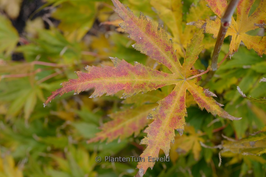 Acer palmatum 'Ki-hachijoh' - Image 4