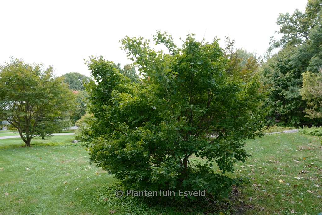 Acer palmatum 'Kohya-madani-nishiki' - Image 5