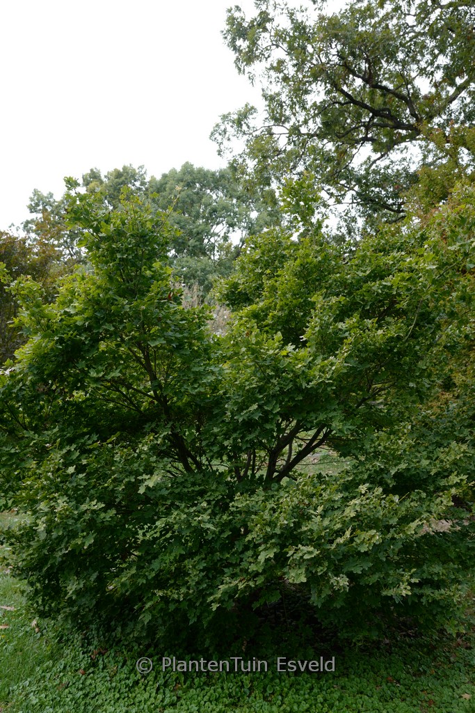 Acer palmatum 'Kohya-madani-nishiki' - Image 6
