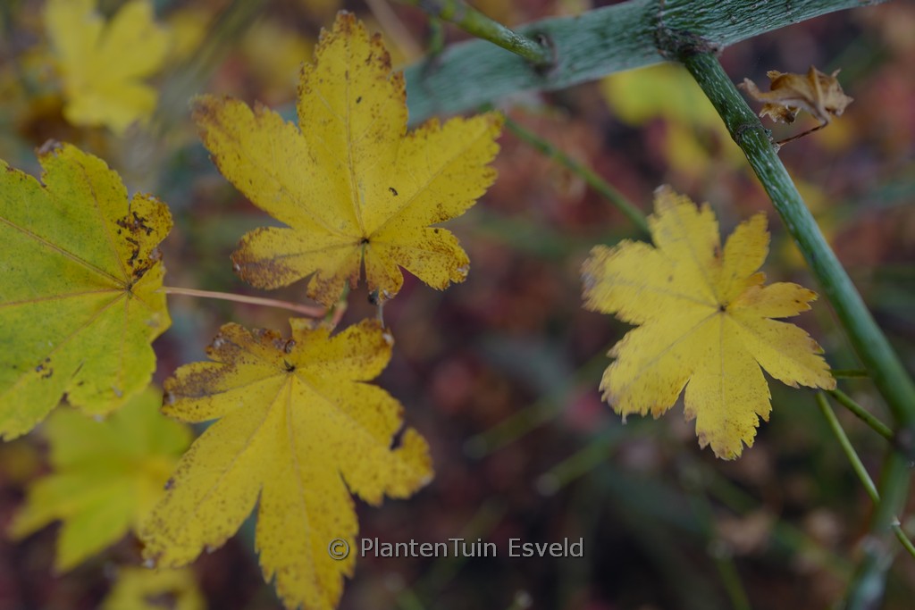 Acer palmatum 'Kohya-madani-nishiki' - Image 7