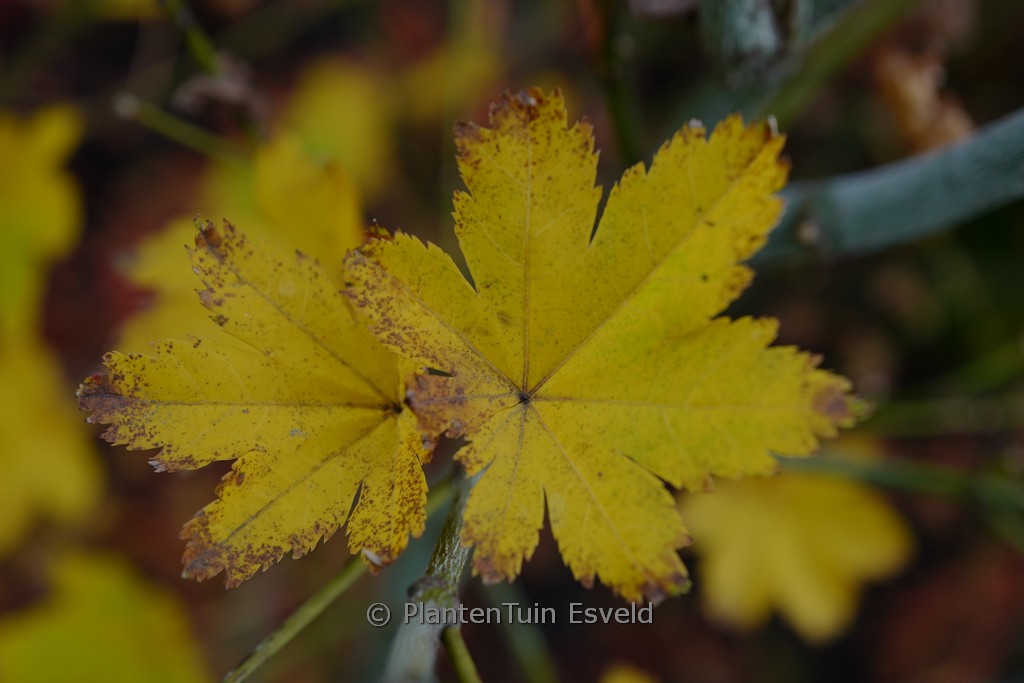 Acer palmatum 'Kohya-madani-nishiki' - Image 8