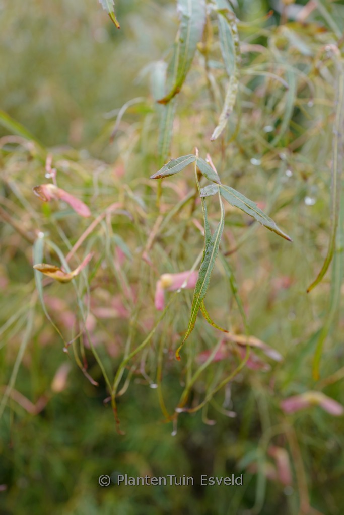 Acer palmatum 'Koto-ito-komachi' - Image 4