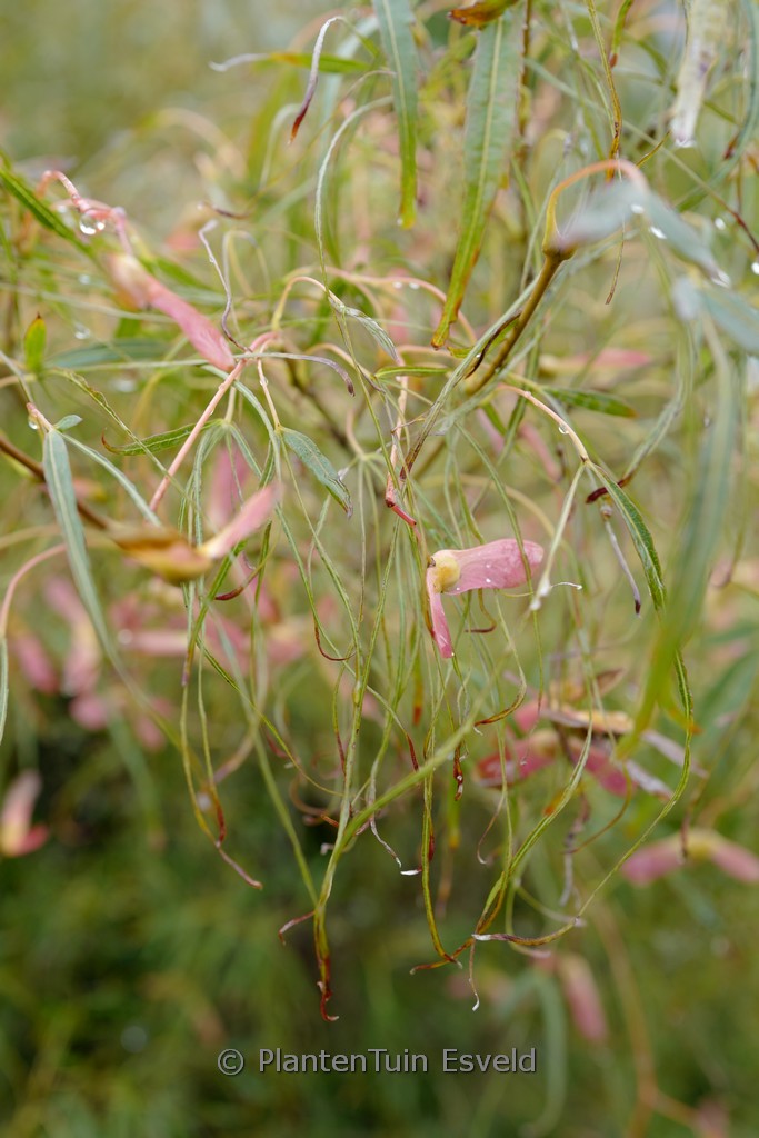 Acer palmatum 'Koto-ito-komachi' - Image 5