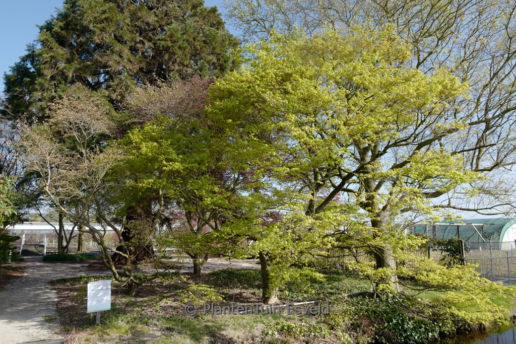 Acer palmatum 'Nishiki-gawa' - Image 2