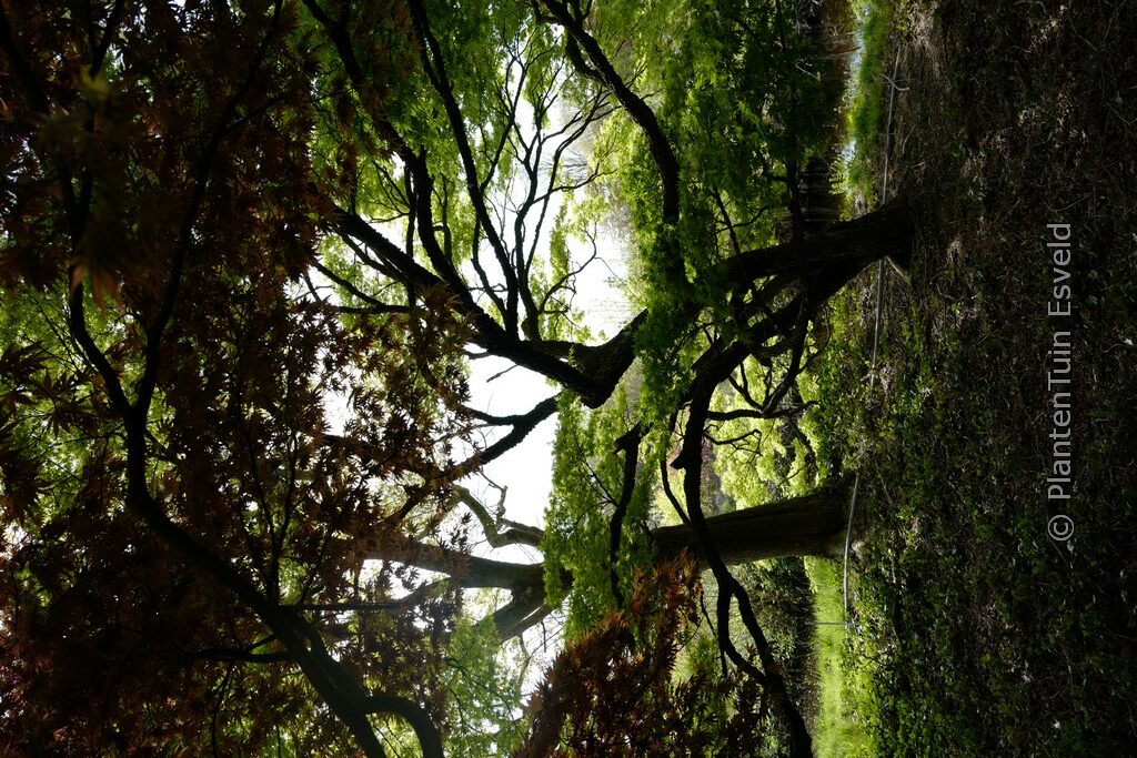 Acer palmatum 'Nishiki-gawa' - Image 3