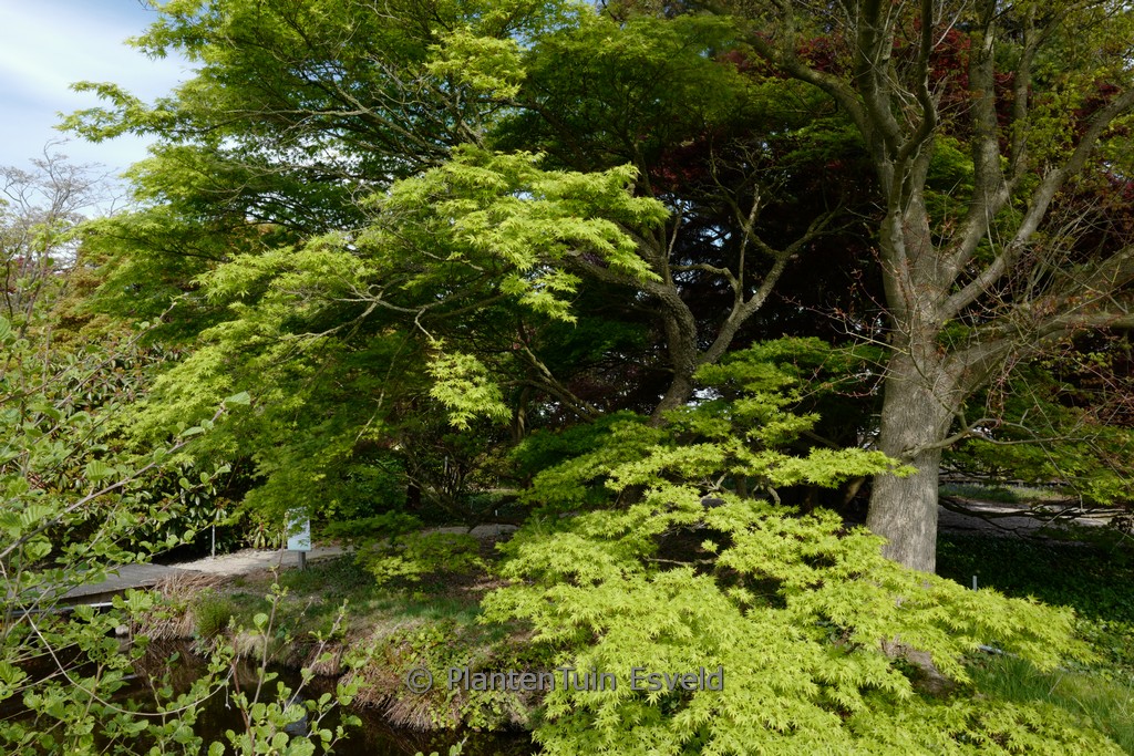 Acer palmatum 'Nishiki-gawa' - Image 4