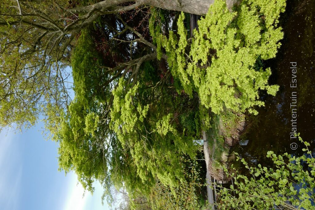 Acer palmatum 'Nishiki-gawa' - Image 5