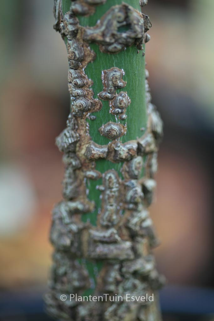 Acer palmatum 'Nishiki-gawa' - Image 6