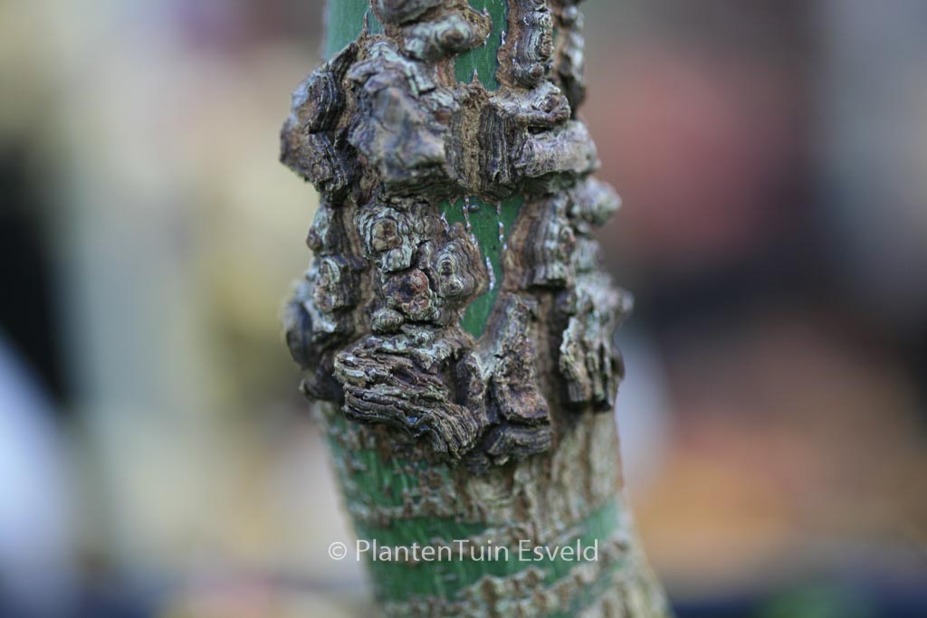 Acer palmatum 'Nishiki-gawa' - Image 7