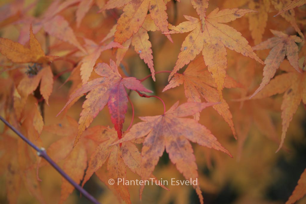 Acer palmatum 'Nishiki-gawa' - Image 8
