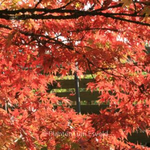 Acer palmatum 'Nishiki-gawa'