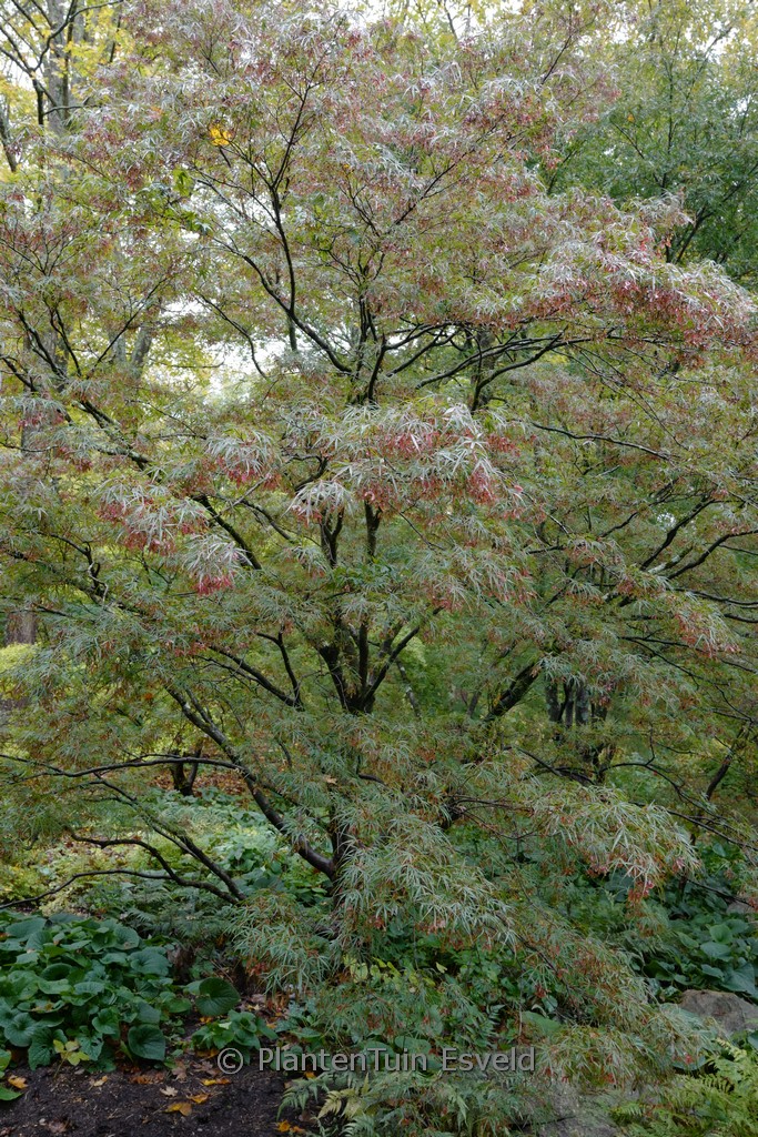 Acer palmatum 'Red Cloud' - Image 6