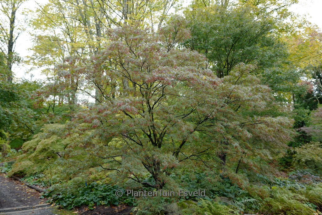 Acer palmatum 'Red Cloud' - Image 7