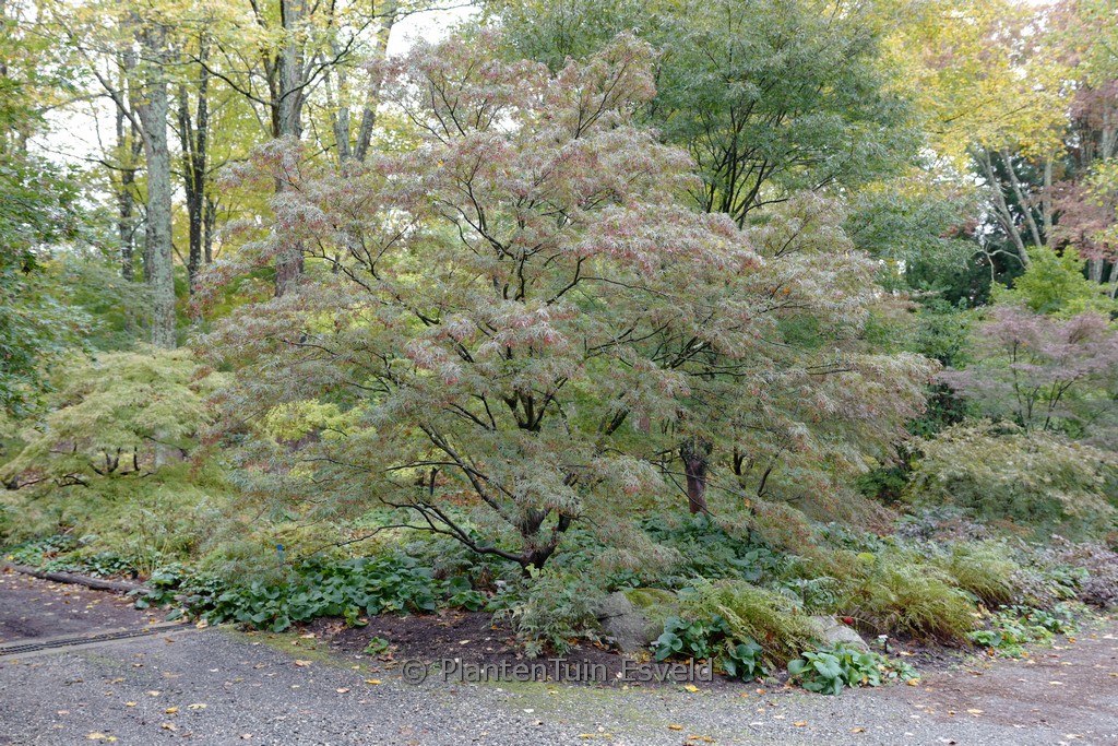 Acer palmatum 'Red Cloud' - Image 8