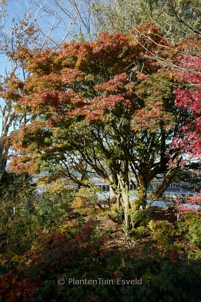 Acer palmatum 'Seiun-kaku' - Image 3