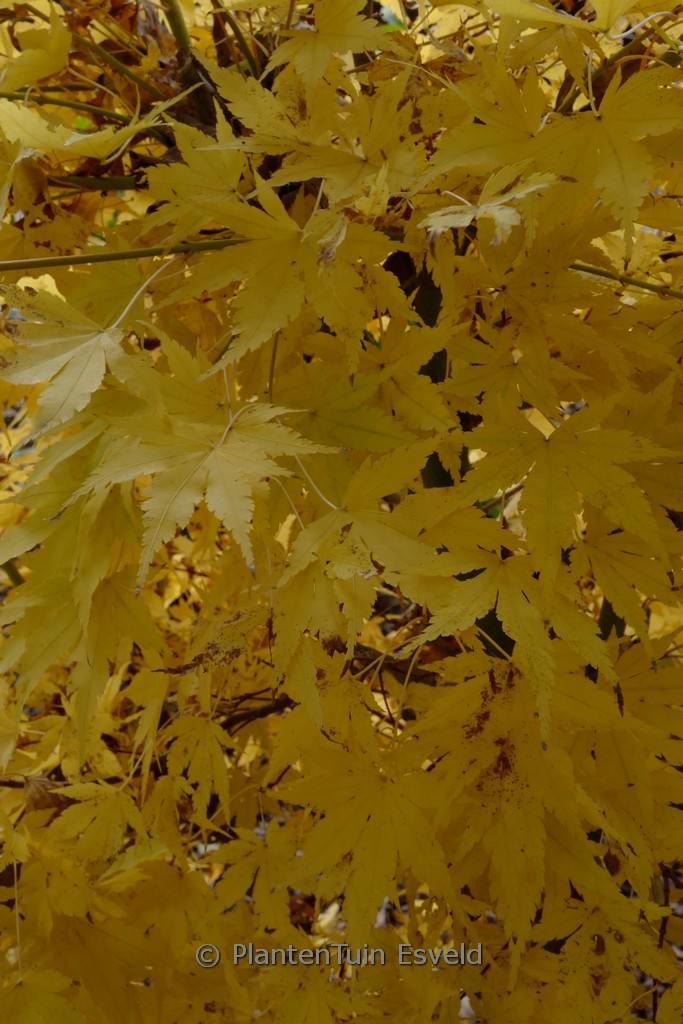 Acer palmatum 'Senski' - Image 8