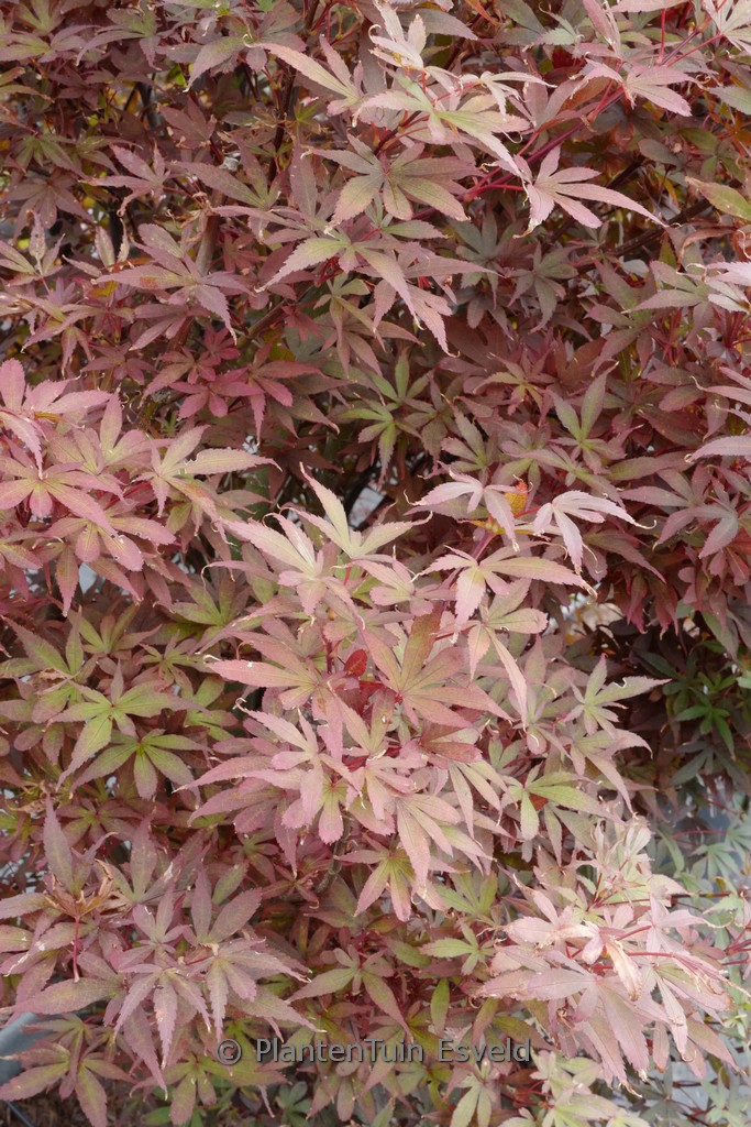 Acer palmatum 'Skeeter's Broom' - Image 2