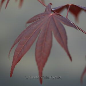 Acer palmatum 'Stanley Park'