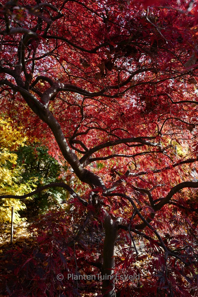 Acer palmatum 'Stella Rossa' - Image 4