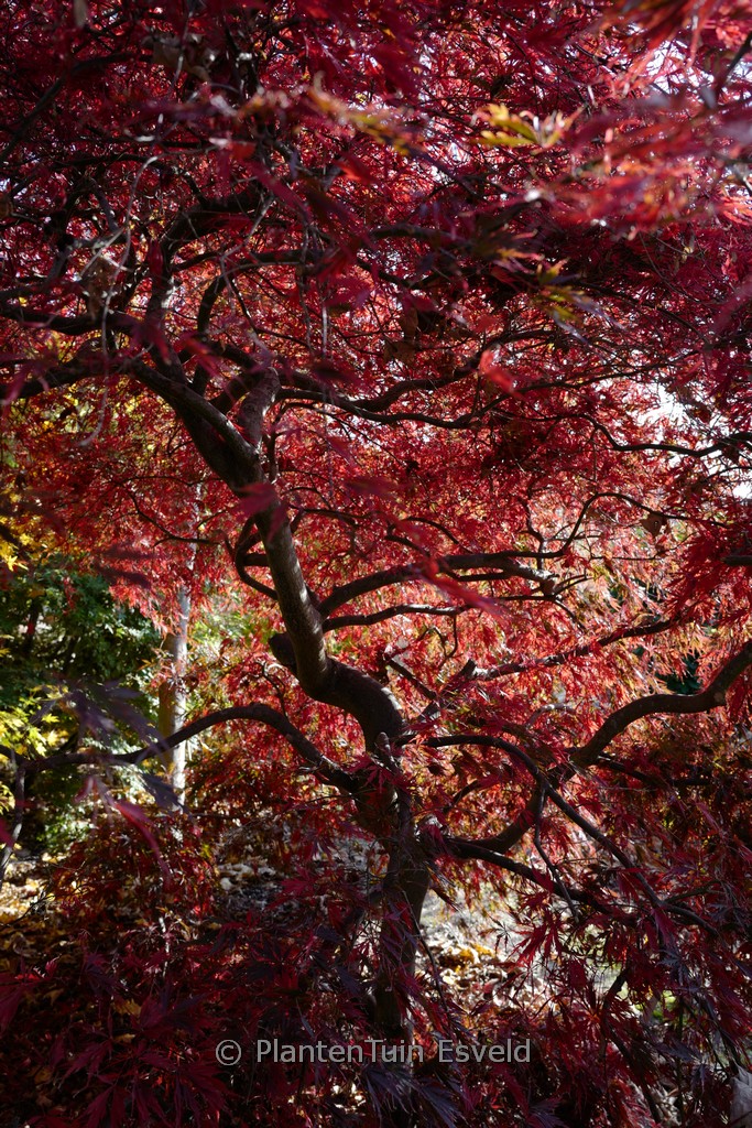 Acer palmatum 'Stella Rossa' - Image 5