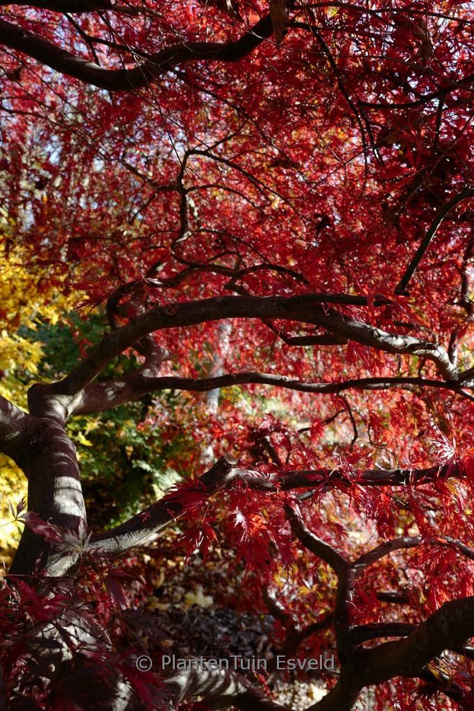 Acer palmatum 'Stella Rossa' - Image 6