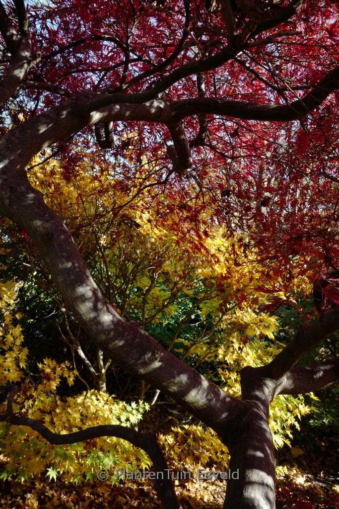Acer palmatum 'Stella Rossa' - Image 7