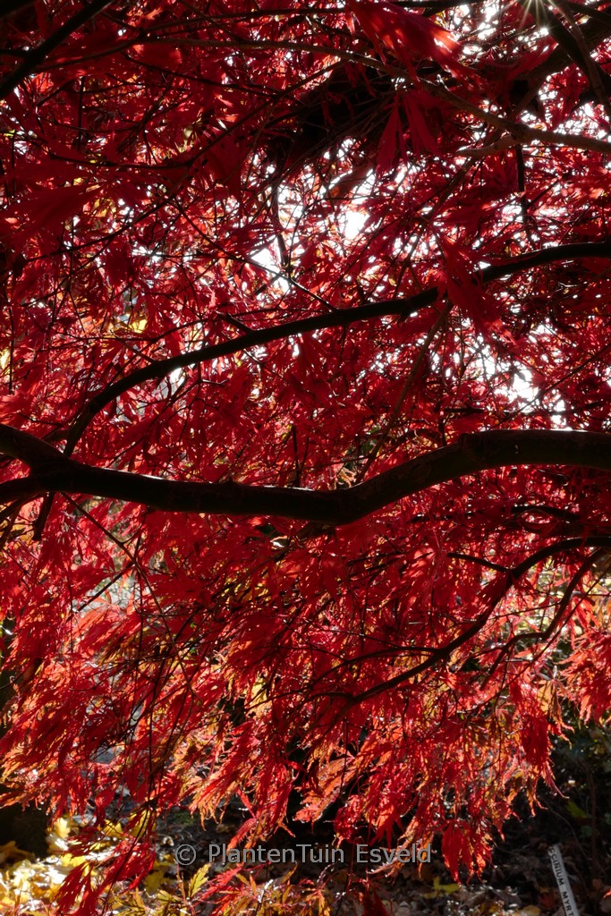 Acer palmatum 'Stella Rossa' - Image 8