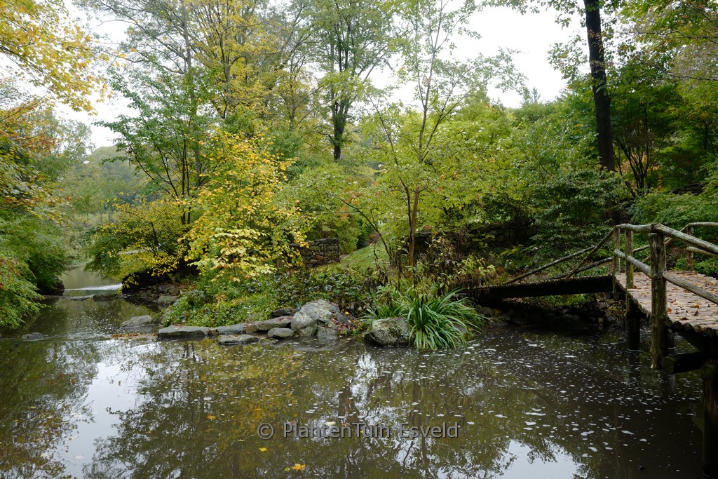 Acer pensylvanicum - Image 2