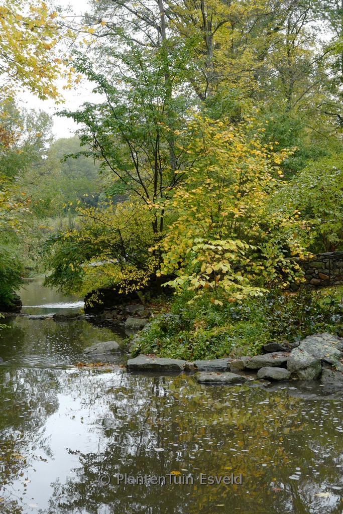 Acer pensylvanicum - Image 3