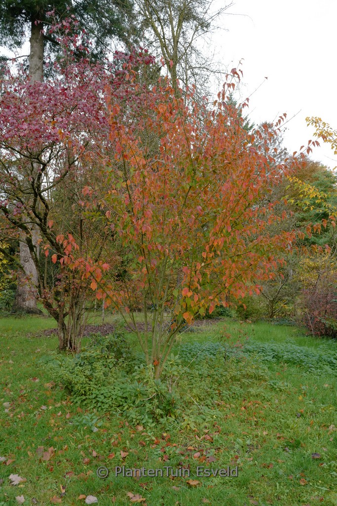 Acer rufinerve - Image 8