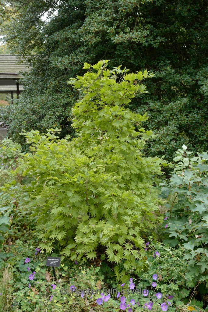 Acer shirasawanum 'Munn001' (MOONRISE) - Image 8