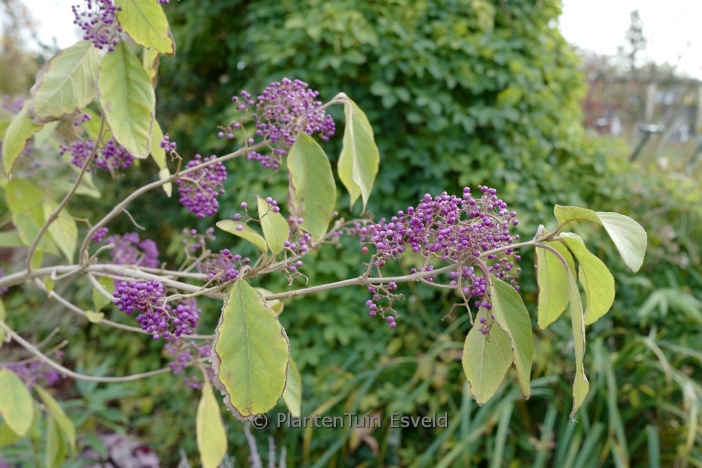 Callicarpa formosana - Image 8