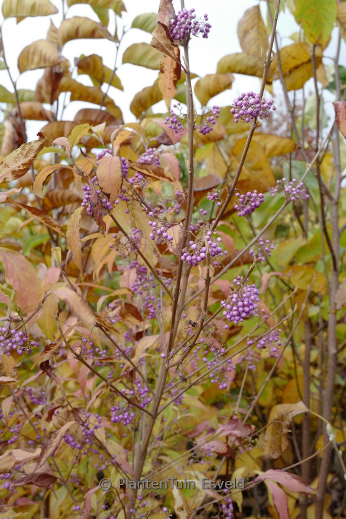 Callicarpa japonica 'You Who' - Image 2