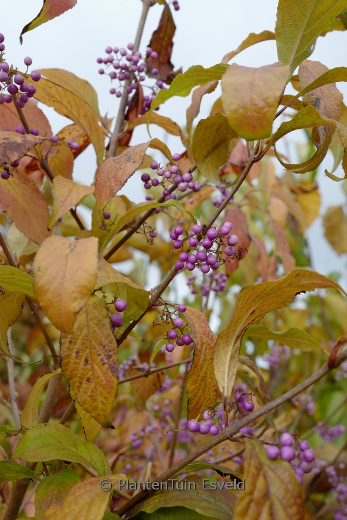 Callicarpa japonica 'You Who' - Image 3