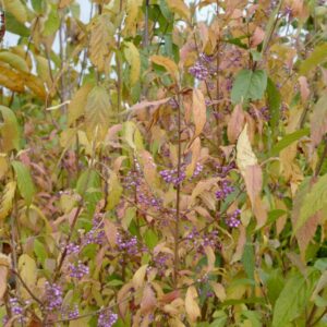 Callicarpa japonica 'You Who'