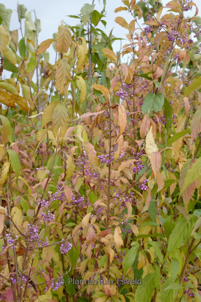 Callicarpa japonica 'You Who'