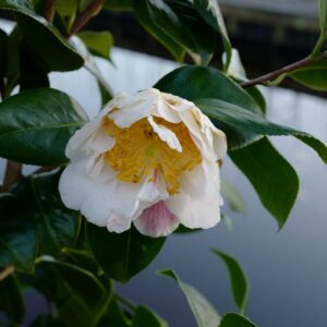 Camellia 'Scented Sun'