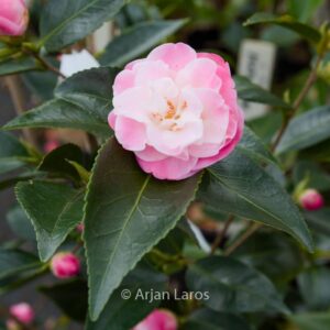 Camellia 'Sweet Jane'
