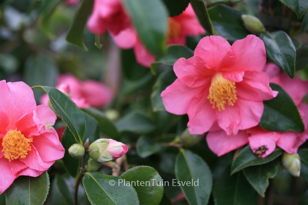 Camellia 'Winter's Fire'