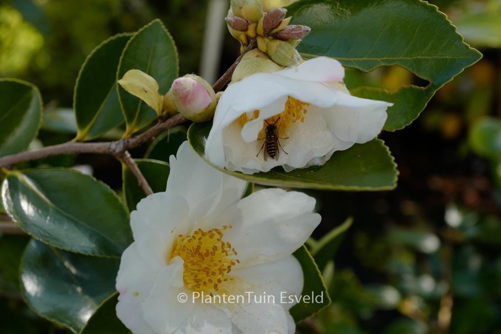 Camellia 'Winter's Hope'