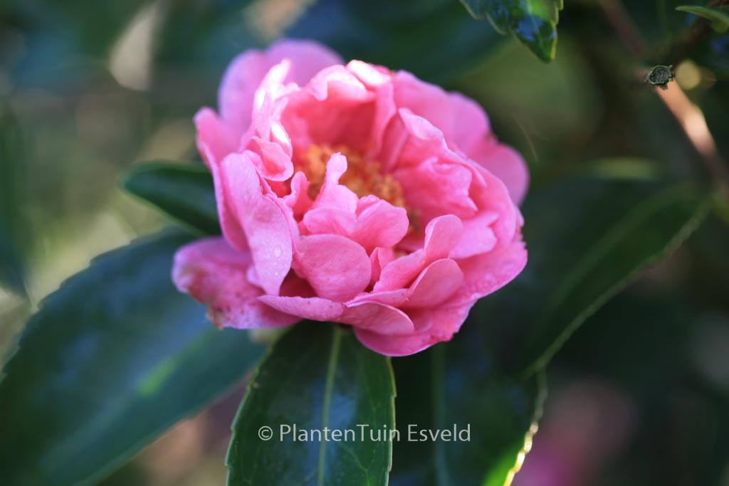 Camellia 'Winter's Joy' - Image 2