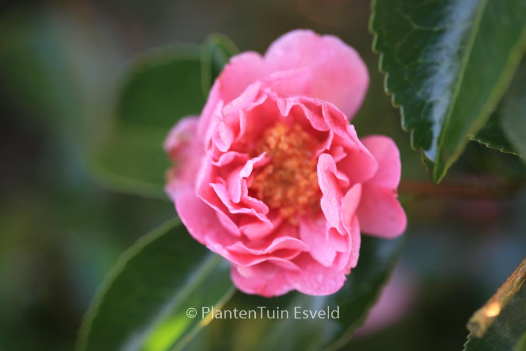 Camellia 'Winter's Joy' - Image 3